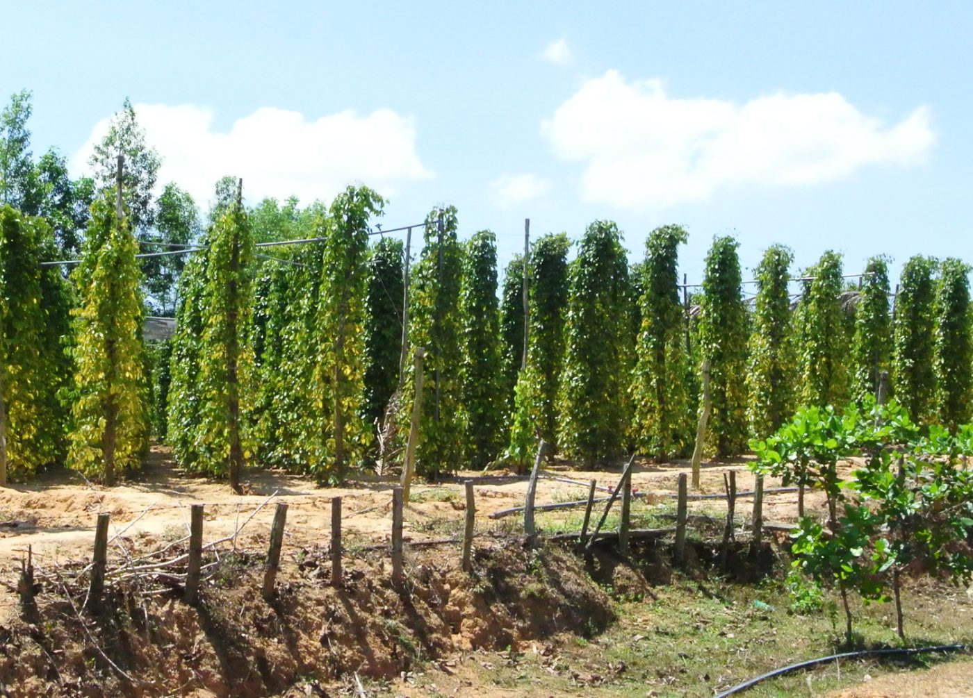 Pepper Farm & Fish Sauce Tour
